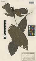 Isotype of Quiina tessmannii Mildbr. [family QUIINACEAE]