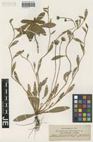Syntype of Hieracium basifurcum Nägeli & Peter _unranked orithales Nägeli & Peter [family ASTERACEAE]