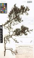 Isotype of Rochefortia septentrionalis G. Klotz [family BORAGINACEAE]