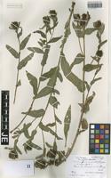 Holotype of Centaurea similata Hausskn. [family ASTERACEAE]