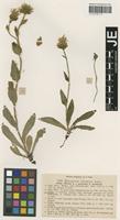 Syntype of Hieracium villosum Jacq. _unranked stenobasis Nägeli & Peter [family ASTERACEAE]