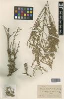 Syntype of Artemisia herba-alba Asso variety tenuiflora Boiss. [family ASTERACEAE]