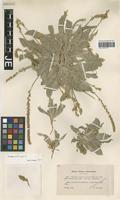 Isotype of Plantago albicans L. variety lanuginosa L. Chevall. [family PLANTAGINACEAE]