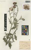 Isotype of Carduus sepincolus Hausskn. [family ASTERACEAE]