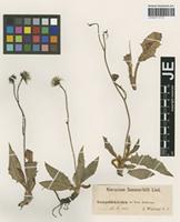 Original material of Hieracium clusii Dichtl [family ASTERACEAE]