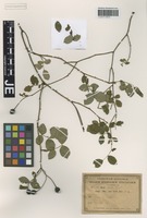 Syntype of Rosa strata Gand. [family ROSACEAE]