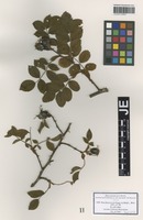 Syntype of Rosa bellavallis Puget ex Déségl. [family ROSACEAE]