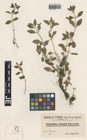 Type? of Alternanthera reineckii Briq. [family AMARANTHACEAE]