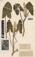Syntype of Arum facchinii Porta [family ARACEAE]
