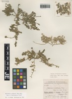 Isotype of Halocharis farsistanica Iljin [family CHENOPODIACEAE]