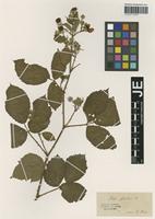 Type? of Rubus silvaticus Weihe & Nees [family ROSACEAE]