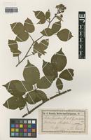 Isolectotype of Rubus guentheri Weihe & Nees forma pruinosus Utsch [family ROSACEAE]