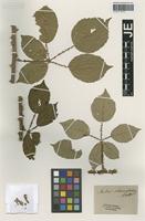 Type? of Rubus rhamnifolius Weihe & Nees [family ROSACEAE]