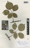 Original material of Rubus villicaulis Koehl. ex Weihe & Nees forma rhamnifolioides Sprib. [family ROSACEAE]