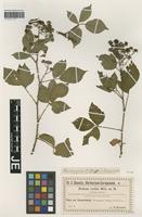 Isotype of Rubus rudis Weihe & Nees forma plicatus F. Kretzer [family ROSACEAE]
