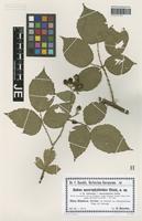 Isotype of Rubus macrophylloides Utsch [family ROSACEAE]