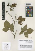 Syntype of Rubus plicatus Weihe & Nees variety foliosus G. Braun [family ROSACEAE]