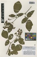 Isotype of Rubus lividus G. Braun [family ROSACEAE]
