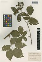 Type? of Rubus arrhenii (Lange) Lange variety arrhenianthus Focke [family ROSACEAE]