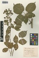 Type? of Rubus eideranus (Frid.) H. E. Weber [family ROSACEAE]