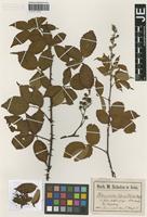 Original material of Rubus sulcatus Vest variety schulzei G. Maass [family ROSACEAE]
