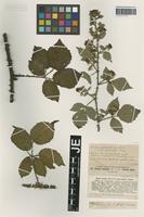 Isotype of Rubus vestitus Weihe forma pullus G. Braun [family ROSACEAE]