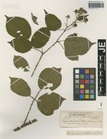 Syntype of Rubus buhnensis (Focke) G. Braun [family ROSACEAE]