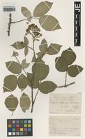 Syntype of Rubus elegans Utsch [family ROSACEAE]