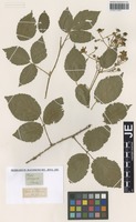 Type? of Rubus sprengelii Weihe [family ROSACEAE]