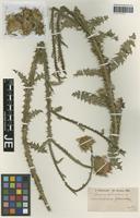 Isotype of Carduus intercedens Hausskn. [family ASTERACEAE]