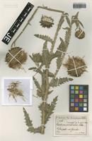 Isotype of Carduus leiophyllus Petrovič variety vestitus Halácsy [family ASTERACEAE]
