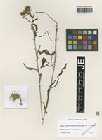 Type? of Centaurea debeauxii Gren. & Godr. species latifolia Hy [family ASTERACEAE]