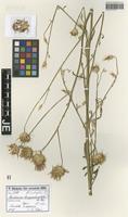 Paratype of Centaurea carduiformis DC. subspecies orientalis Wagenitz [family ASTERACEAE]