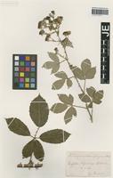 Syntype of Rubus platyacanthus Utsch ex P. Demandt [family ROSACEAE]