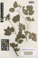 Type? of Rubus pseudoidaeus (Weihe) Lej. [family ROSACEAE]