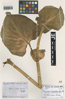 Isotype of Doronicum macrolepis Freyn & Sint. [family ASTERACEAE]
