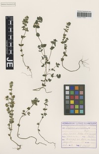 Original material of Euphrasia rostkoviana Hayne subspecies kreiselii Rothm. & U. Schneid. [family SCROPHULARIACEAE]