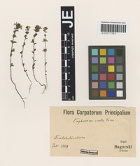 Syntype of Euphrasia curta (Fr.) Wettst. variety glabrescens Wettst. [family SCROPHULARIACEAE]