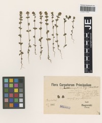 Syntype of Euphrasia minima Jacq. ex DC. subspecies tatrae (Wettst.) Hayek [family SCROPHULARIACEAE]