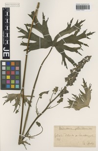 Type? of Aconitum fallacinum Błocki [family RANUNCULACEAE]