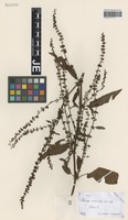 Syntype of Rumex sagorskii Hausskn. [family POLYGONACEAE]