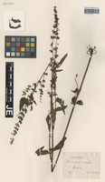 Syntype of Rumex schulzei Hausskn. [family POLYGONACEAE]