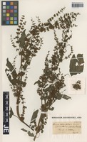 Syntype of Rumex dufftii Hausskn. [family POLYGONACEAE]