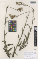 Original material of Cirsium borderei Rouy [family ASTERACEAE]