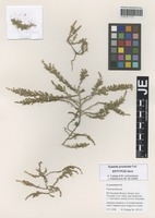 Isoepitype of Suaeda prostrata Pall. [family CHENOPODIACEAE]