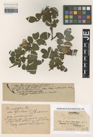 Original material of Rosa abietina Gren. ex Christ forma guentheri Wiesb. [family ROSACEAE]