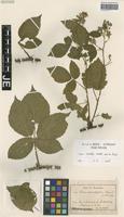 Isotype of Rubus chaerophyllus Sagorski & W. Schultze [family ROSACEAE]
