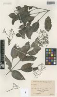 Isotype of Stephanostegia hildebrandtii Baill. [family APOCYNACEAE]