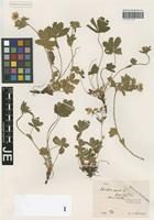 Syntype of Potentilla aurea L. forma vegetior Favrat ex Th. Wolf [family ROSACEAE]