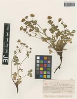 Type? of Potentilla huteri Siegfr. ex Th. Wolf [family ROSACEAE]